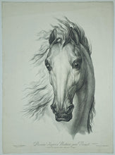 Charger l&#39;image dans la galerie, Têtes de chevaux dessinés d&#39;après nature.
