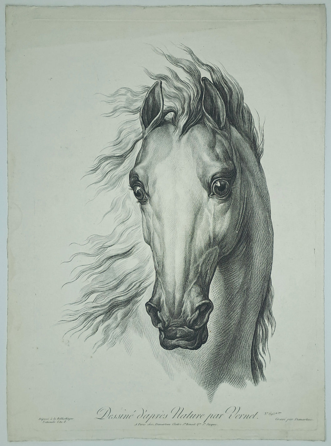 Têtes de chevaux dessinés d'après nature.
