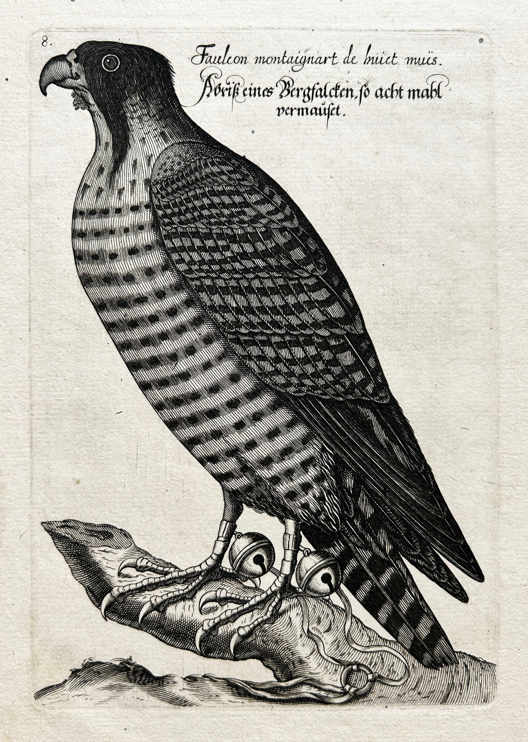 [Fauconnerie].