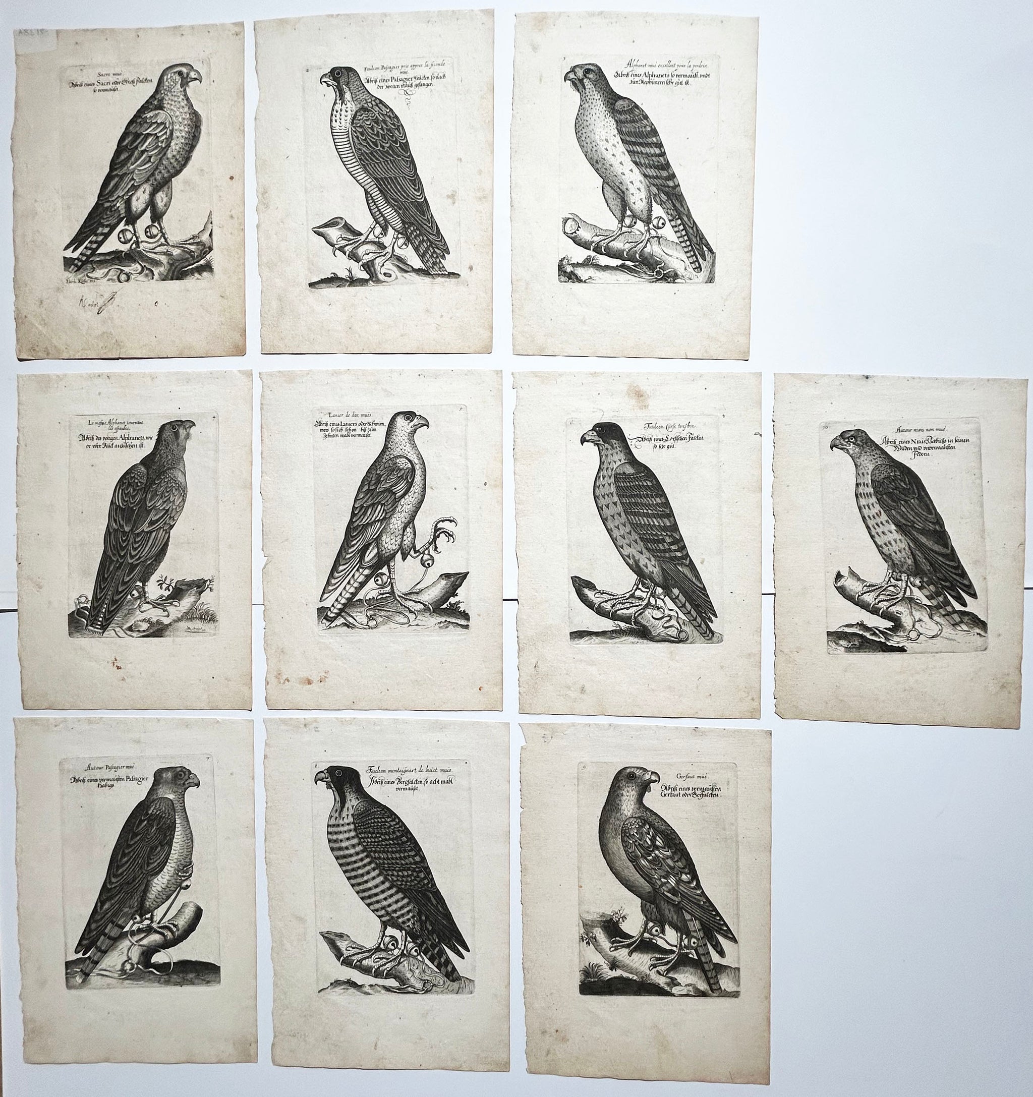 Eberhard KIESER. [Fauconnerie]. Réunion de 10 gravures au burin. 