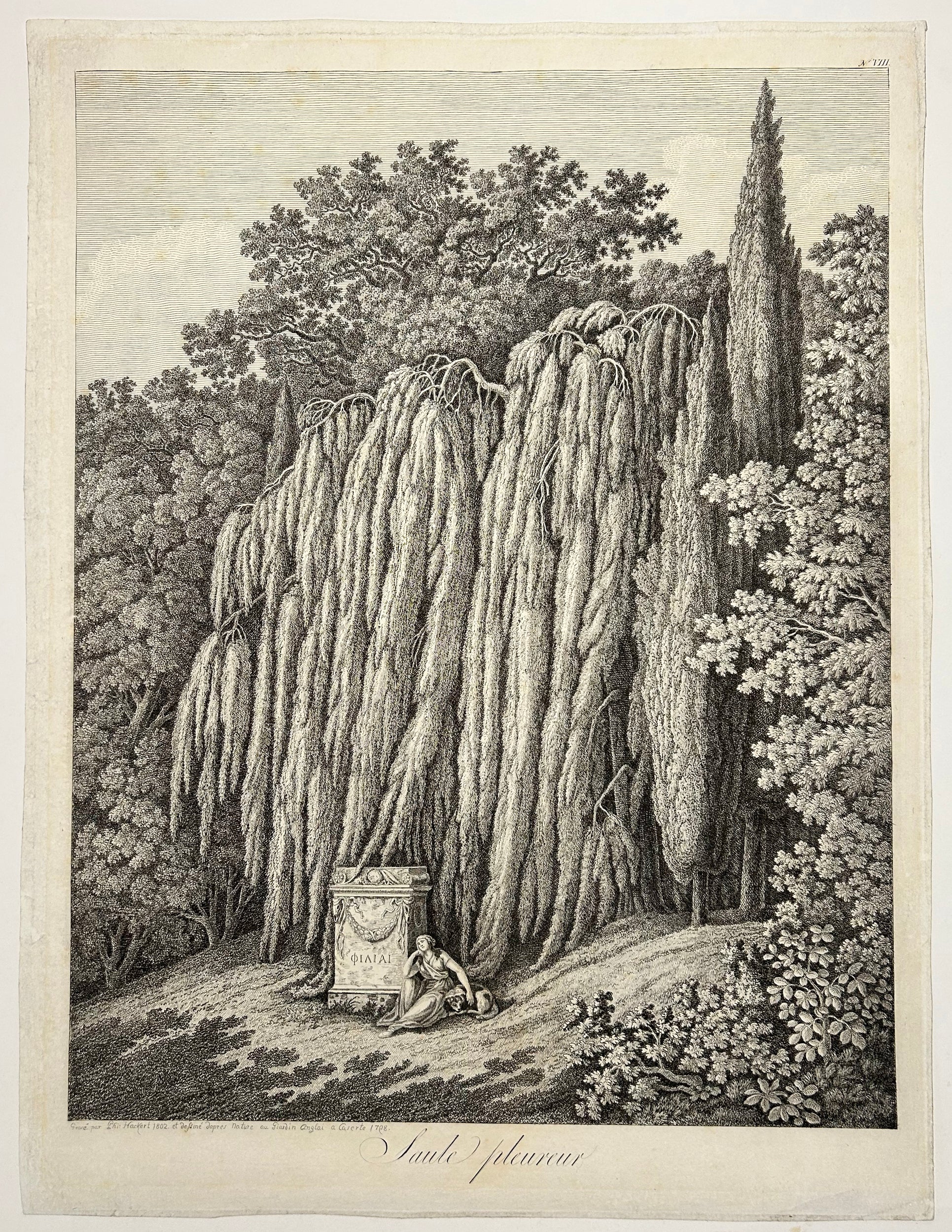 Saule pleureur. 1802.
