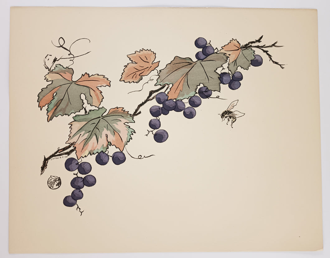 Grappes de raisin, feuilles de vignes et abeille.  Vers 1899.