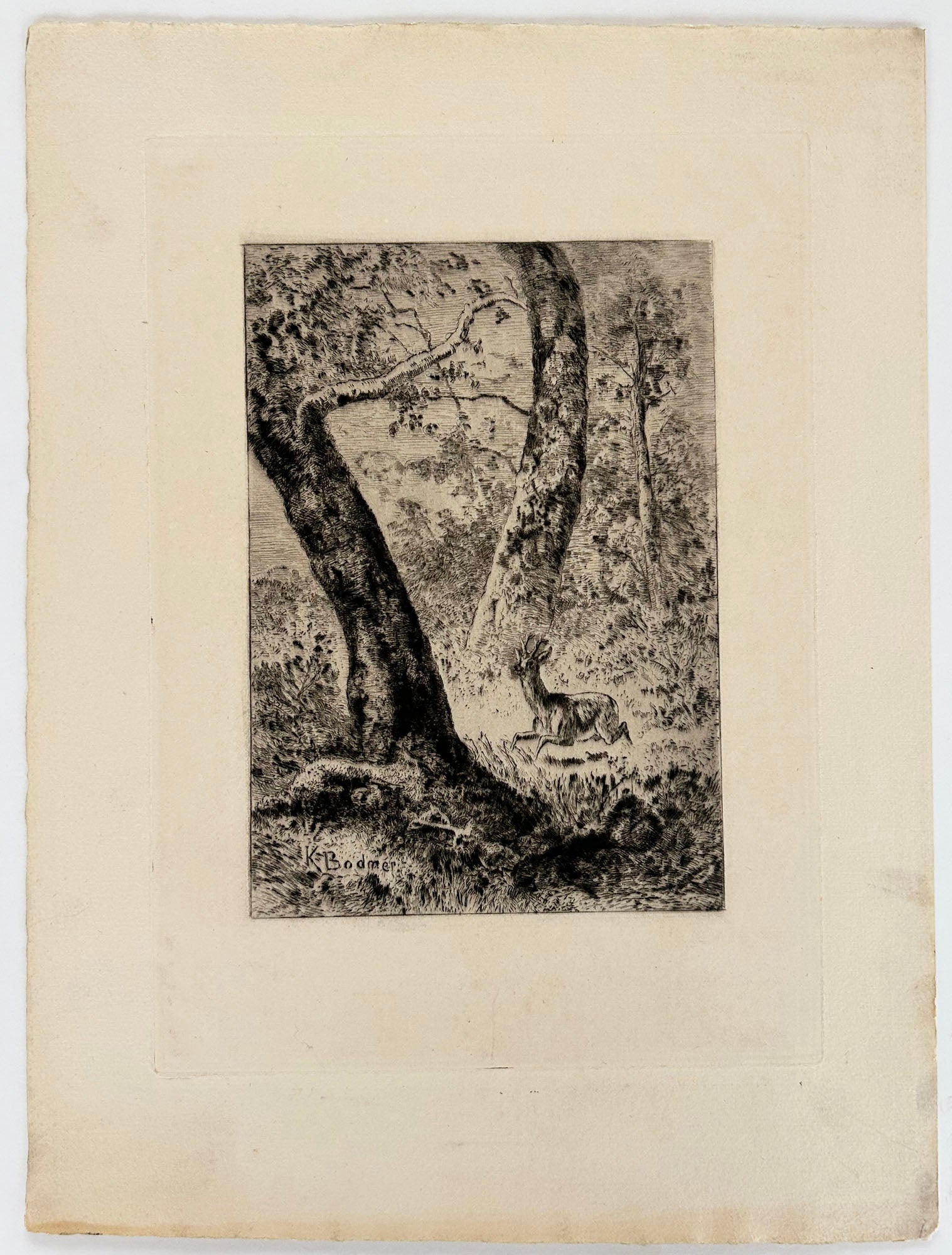 [Un cerf dans la forêt].