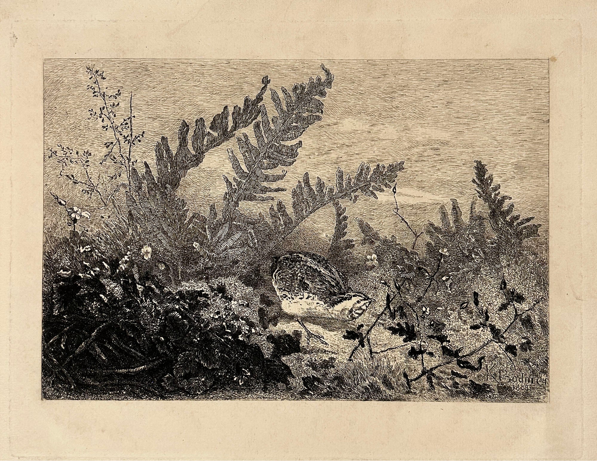 [Un faisan dans les herbes].  1888.