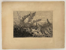 Charger l'image dans la galerie, [Un faisan dans les herbes].  1888.
