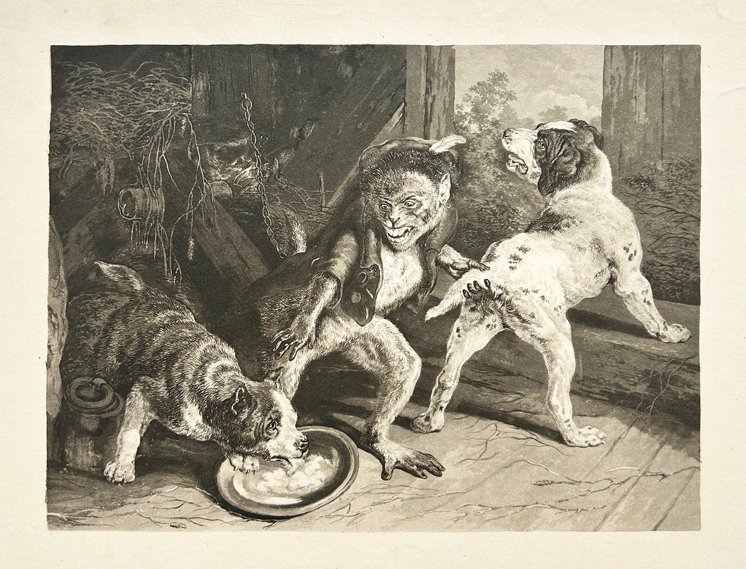 D'après Sir Edwin LANDSEER -Les chiens intrus (The Intruding Puppies). Gravure. 