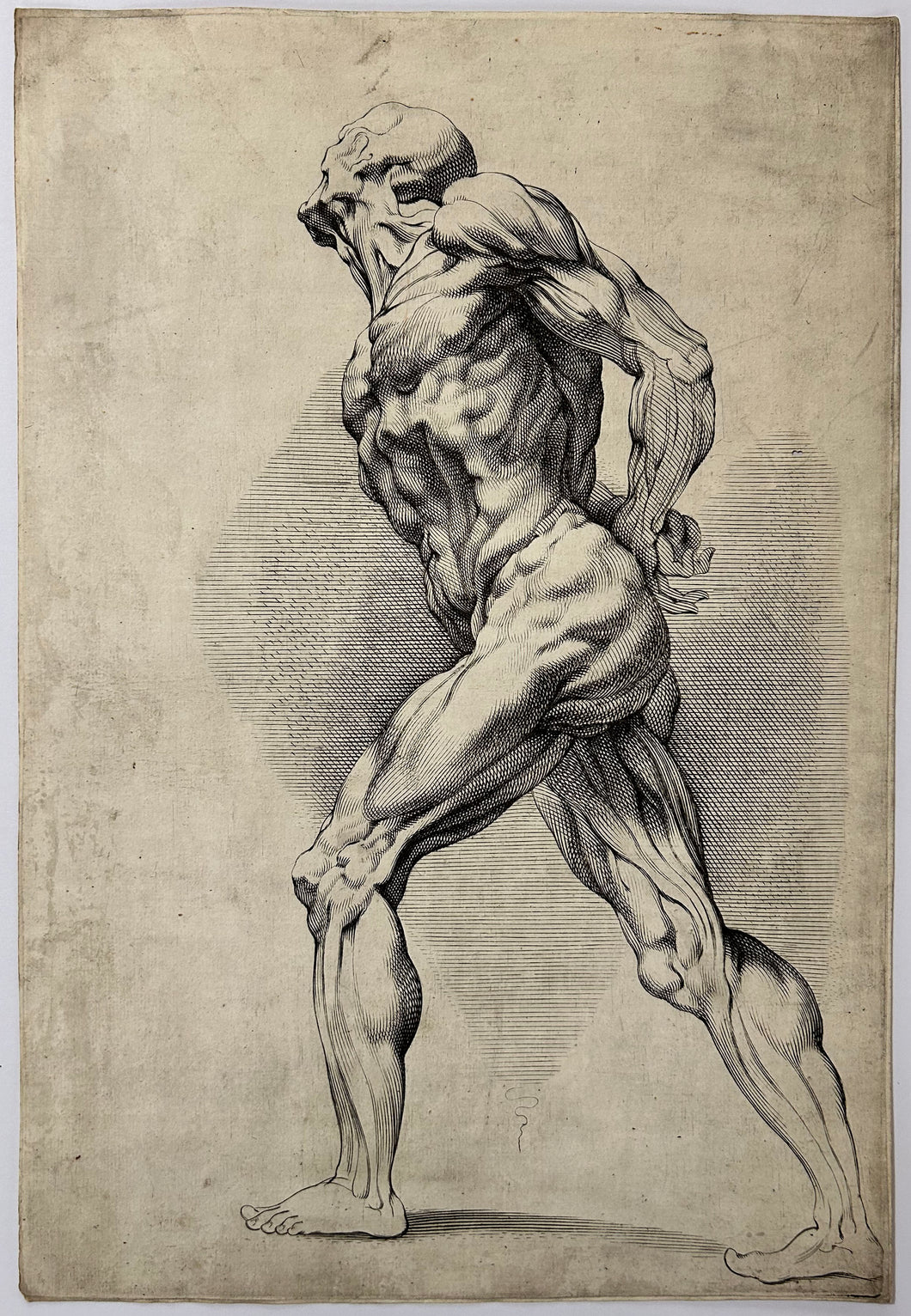 Etude anatomique d'un homme debout. c.1630.