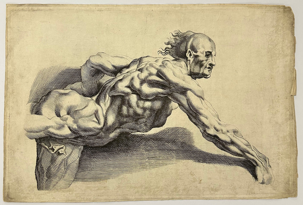 Etude d'un homme écorché montrant sa musculature. c.1630.