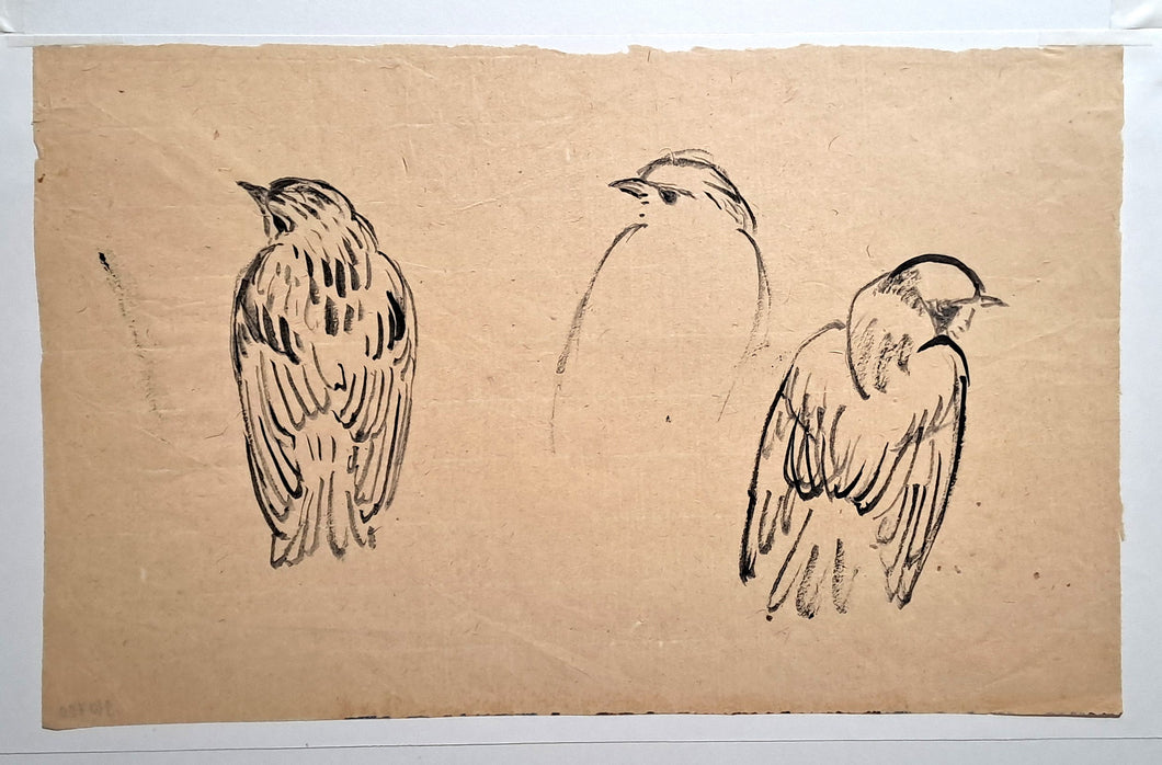 [Etudes d'oiseau].