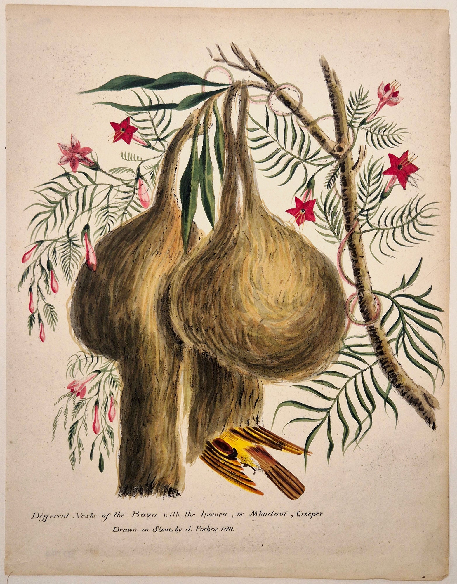 James FORBER - Different Nests of the Bava with the Ipomea, or Mhodavi, Creeper. 1811. Incunable lithographique en beau coloris ancien. 