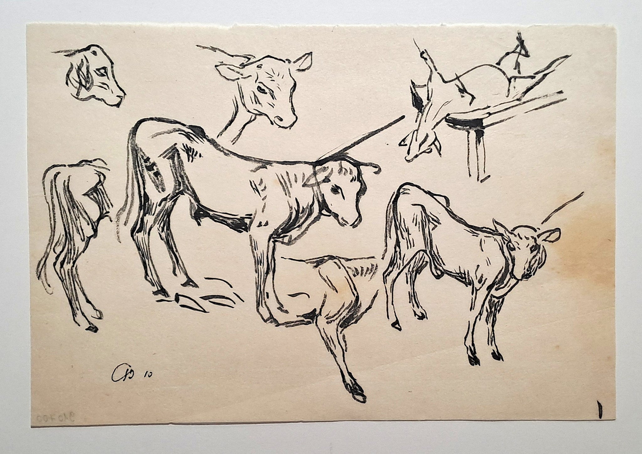 Jules CHADEL [Etudes de veau]. Dessin original. 