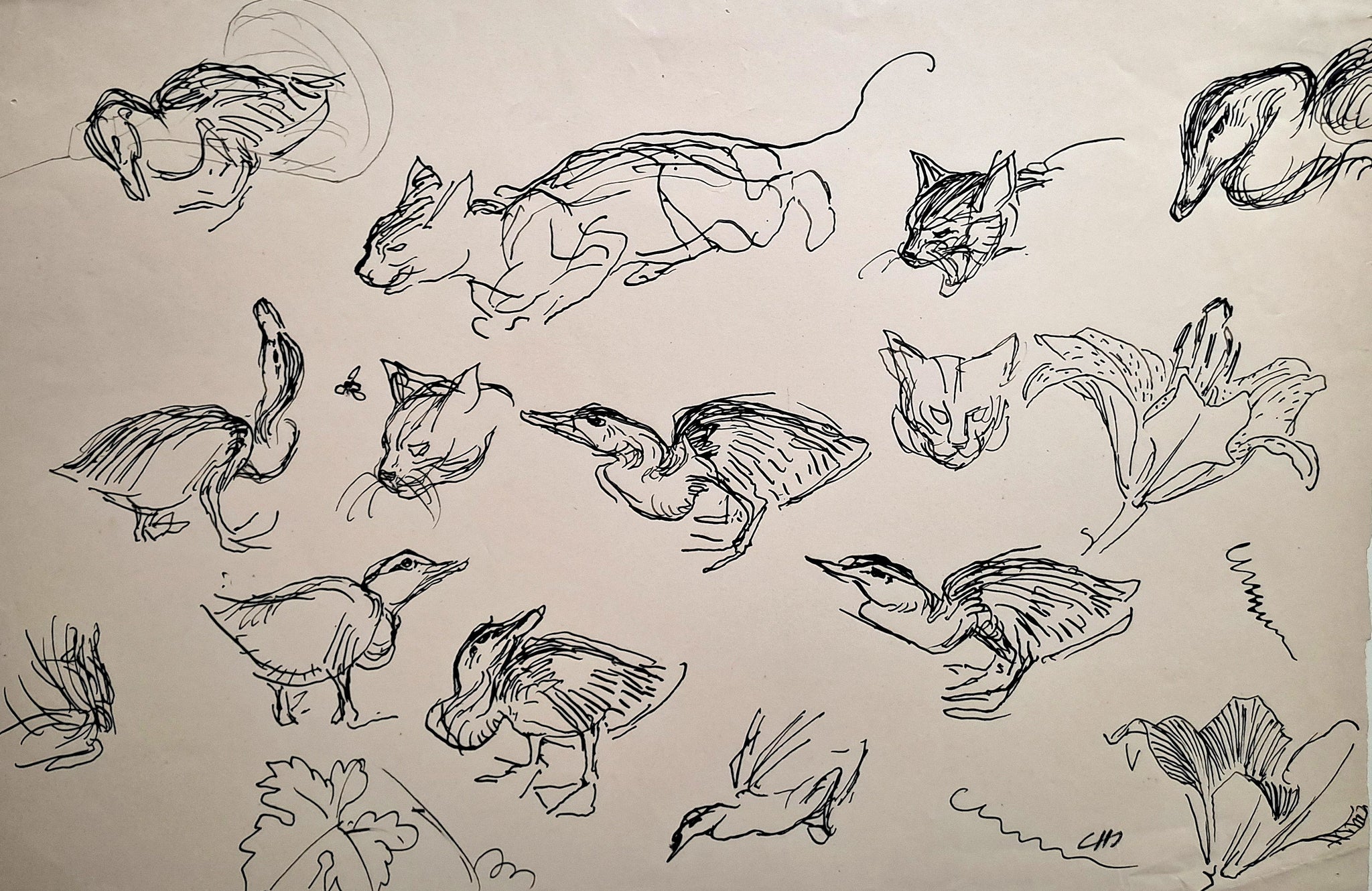 Jules CHADEL [Etudes de chat et de canard]. Dessin original. 