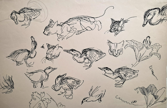 Jules CHADEL [Etudes de chat et de canard]. Dessin original. 