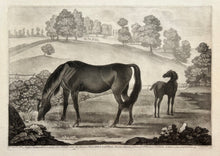Charger l&#39;image dans la galerie, Thomas BURFORD - Miss Slamerkin with her Colt Othello, now the famous Horse black &amp; all Black, She was likewise Dam of Ld. Portmor&#39;s Oroonoko. c.1752. Manière noire d&#39;après James Seymour (Londres 1702 † 1752).
