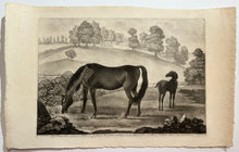 Charger l&#39;image dans la galerie, Miss Slamerkin with her Colt Othello, now the famous Horse black &amp; all Black, She was likewise Dam of Ld. Portmor&#39;s Oroonoko. c.1752.

