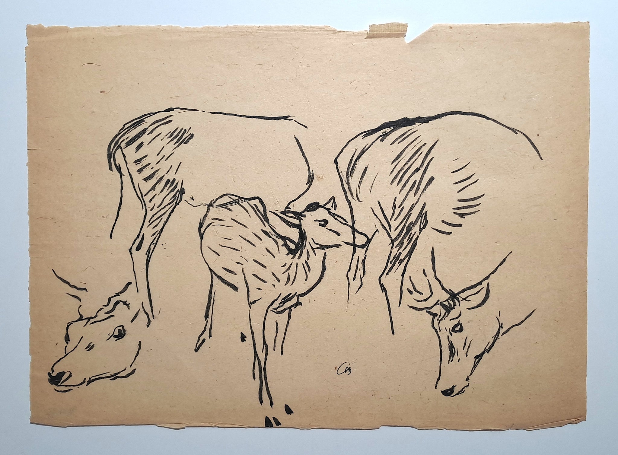 Jules CHADEL [Etudes de cerf et de biche]. Dessin original. 
