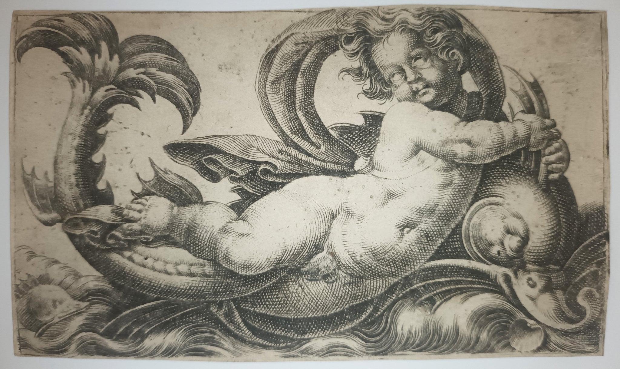 [Angelot chevauchant un dauphin]