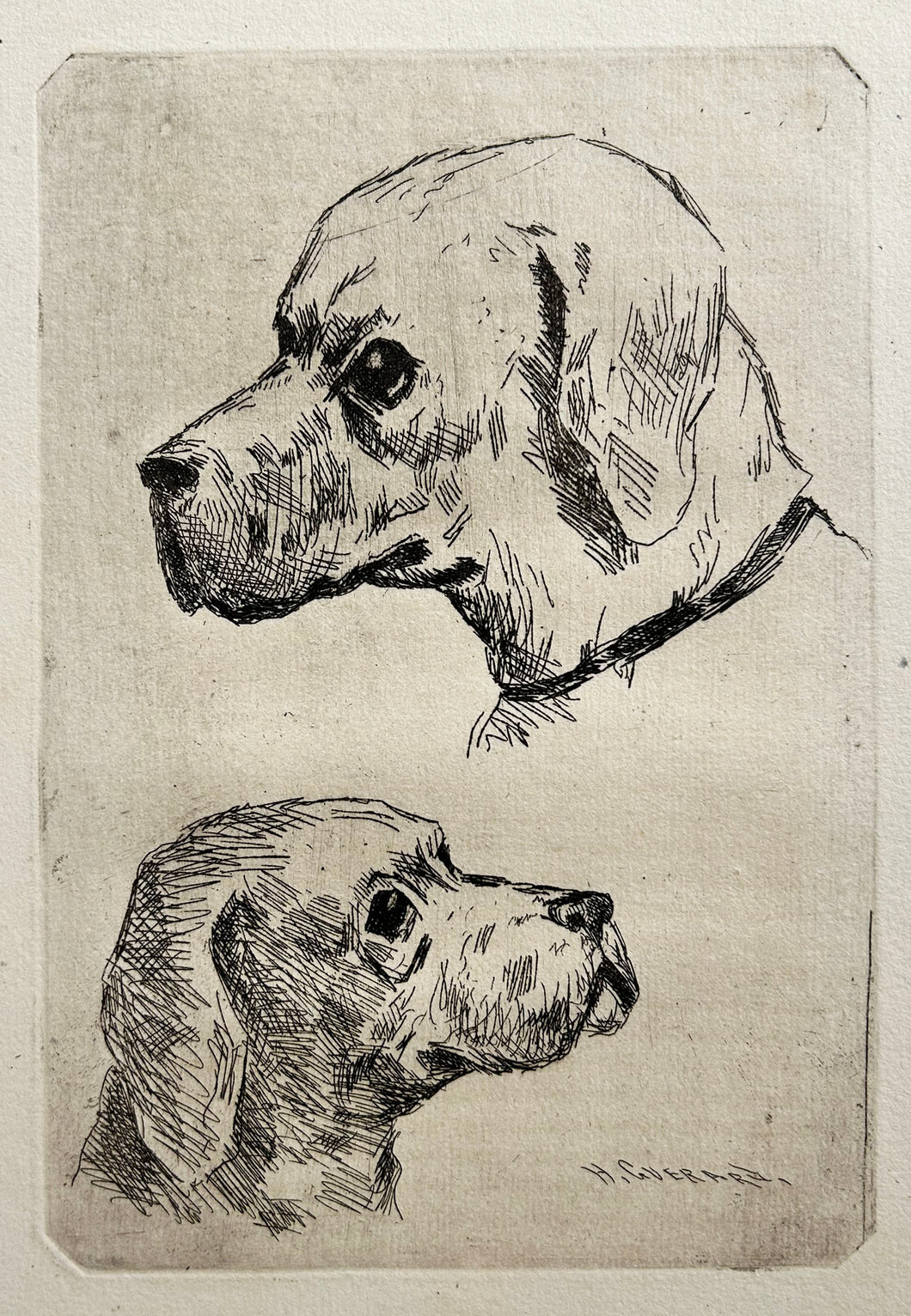 Henri Charles GUERARD - Deux petites études de chiens.  c.1876. Eau-forte originale. 