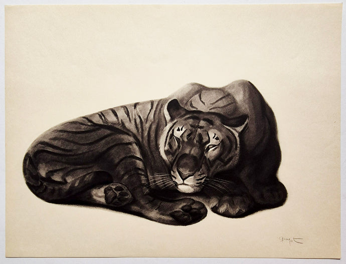 Georges GUYOT - Tigre endormi.  1937. Estampe.