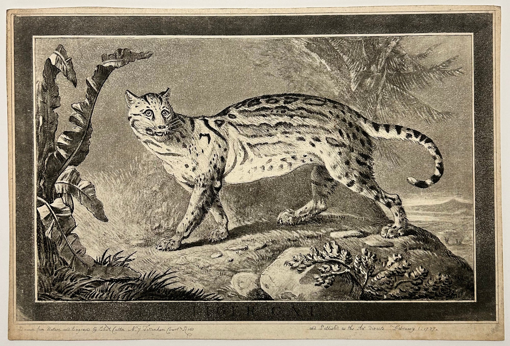 Charles CATTON - Tiger cat.  1787. Gravure originale à l'eau-forte, roulette et aquatinte.