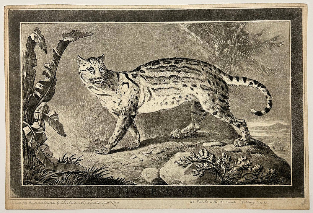 Tiger cat. 1787. – Martinez D - Estampes anciennes & modernes - Paris