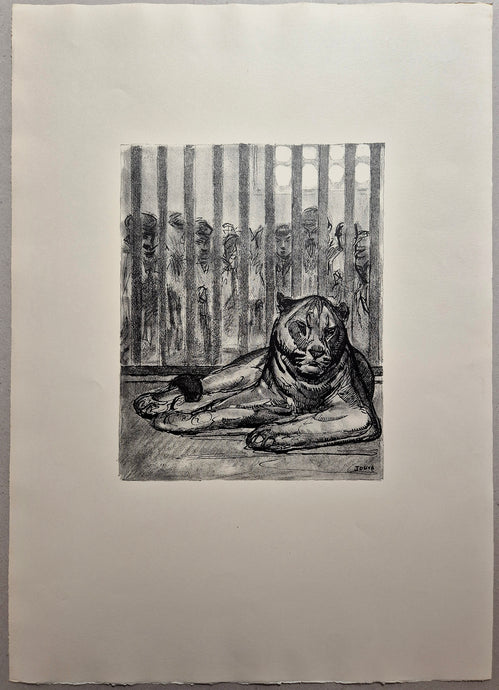 La lionne. Jouve, félin.