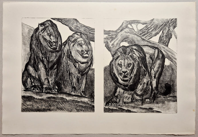 Les lions. Jouve, félin.