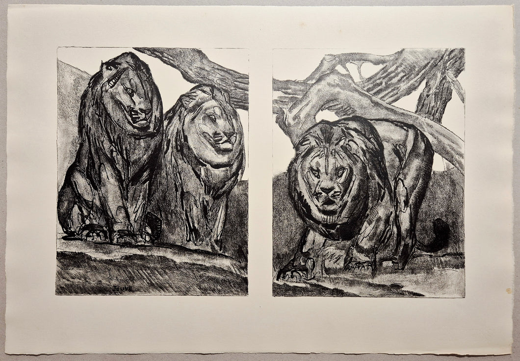 Les lions. Jouve, félin.