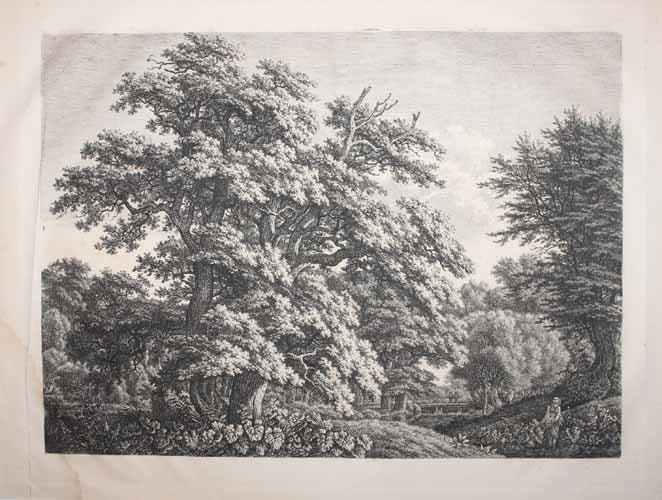 [Paysage, Rivière dans la forêt].