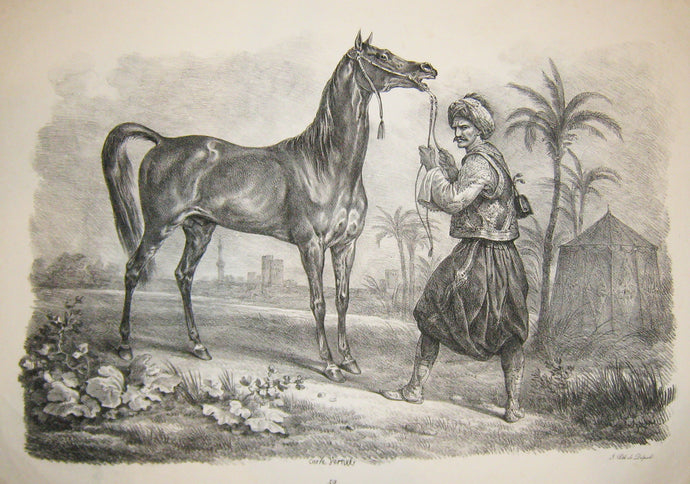 [Cheval arabe]. 