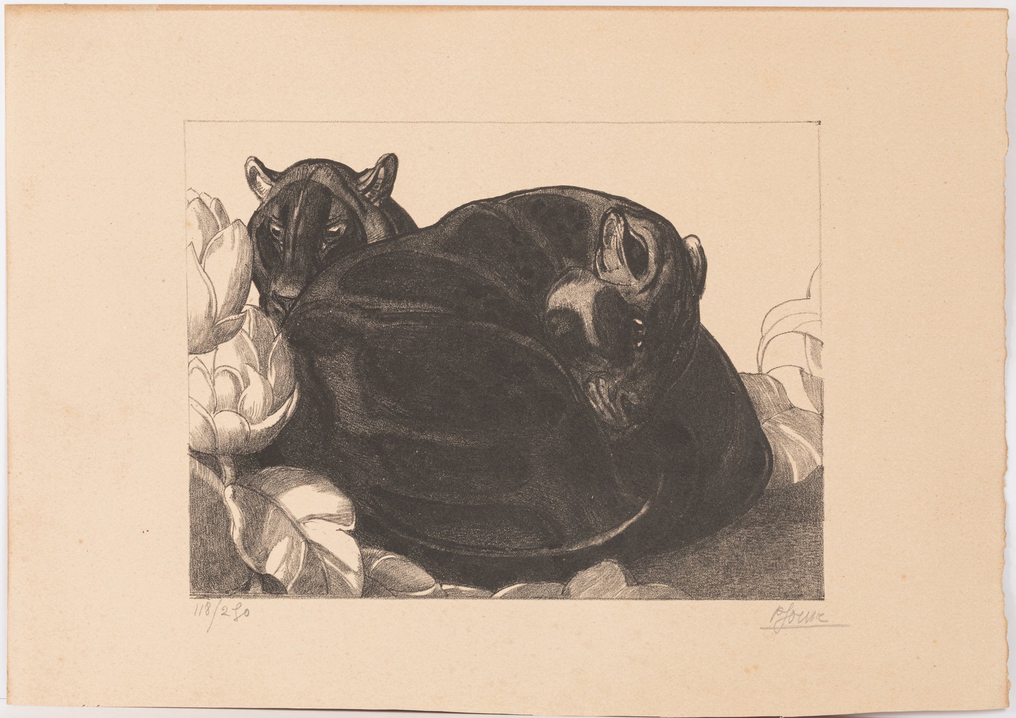 Panthères couchées.