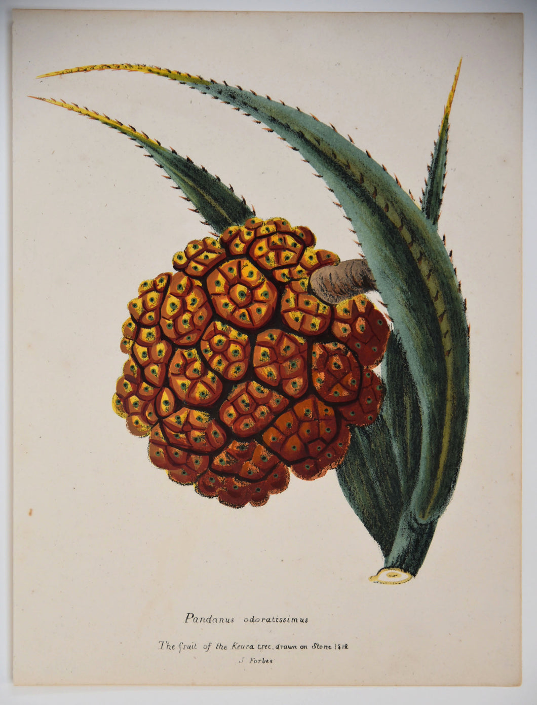 Pandanus odoratissimus / 
The fruit of the Keura tree.