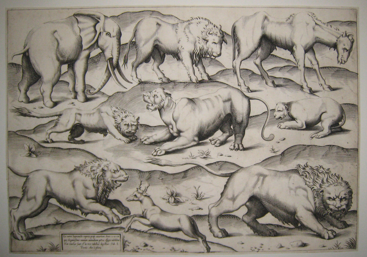 [Les Animaux: Lion, Eléphant…]. 