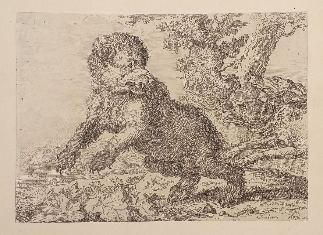 Deux chiens chassant un ours.  1676.