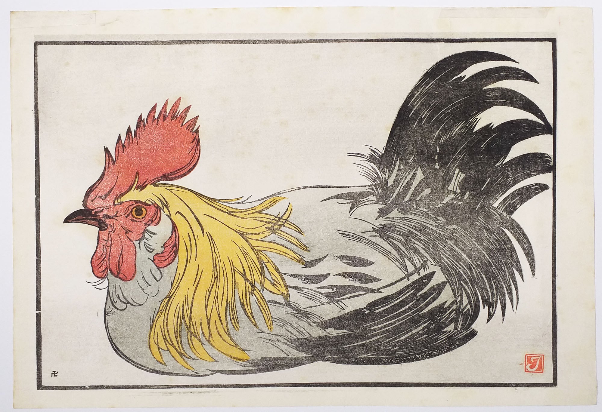 Vieux coq.