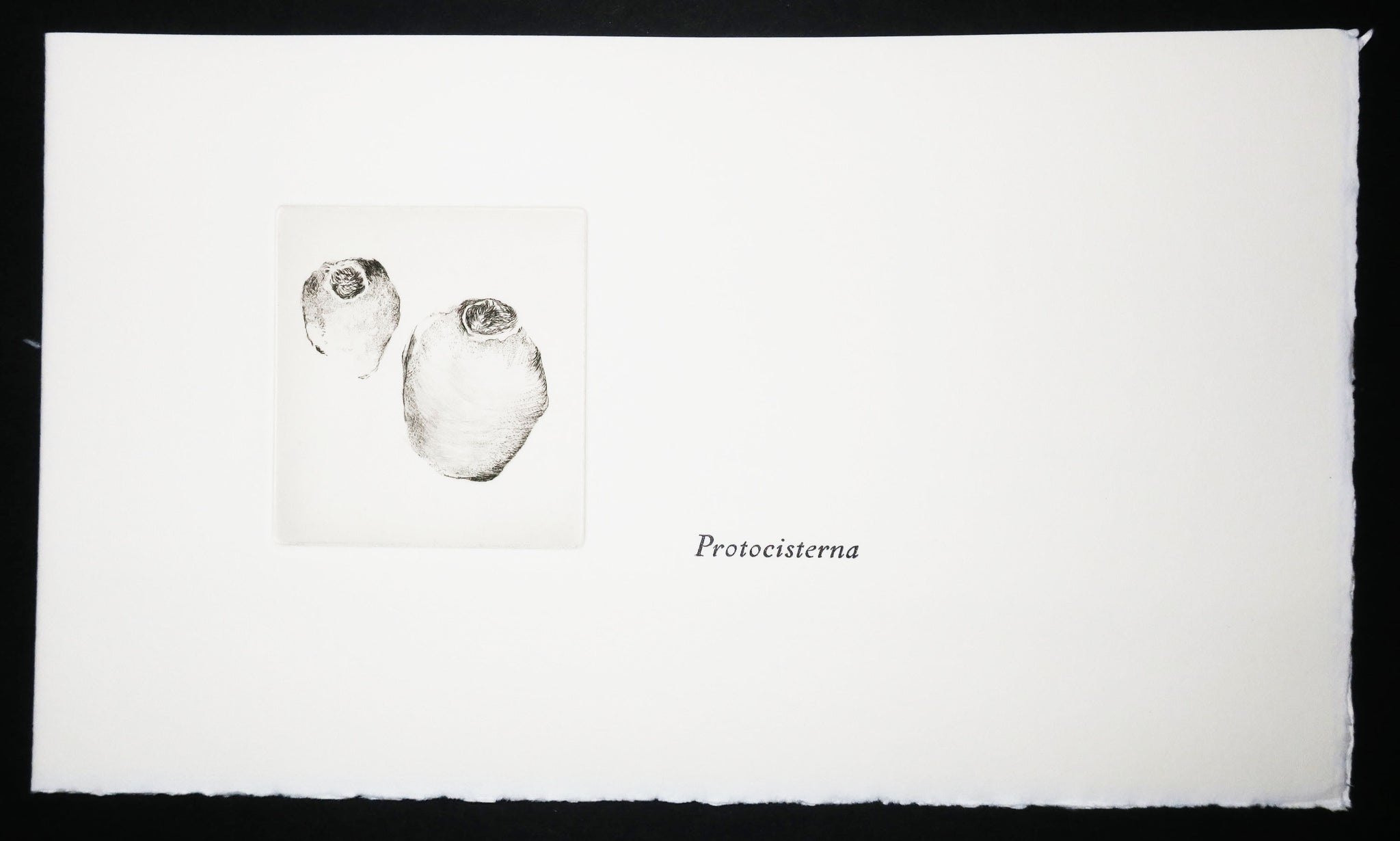 Cotylédons et Akènes secrets, 2002.