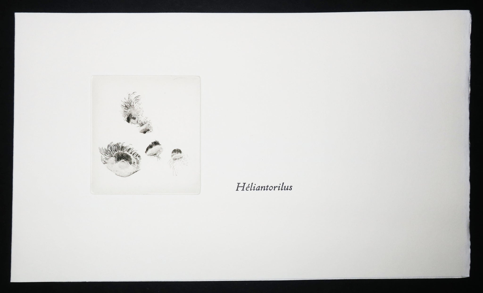 Cotylédons et Akènes secrets, 2002.