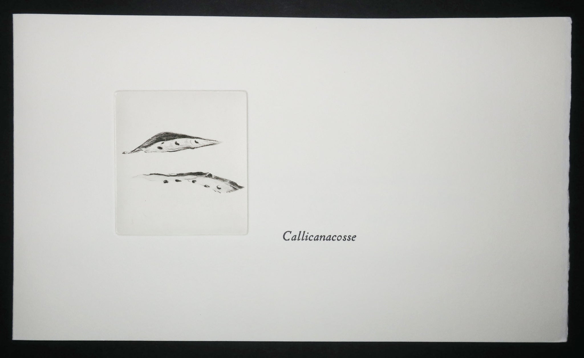 Cotylédons et Akènes secrets, 2002.