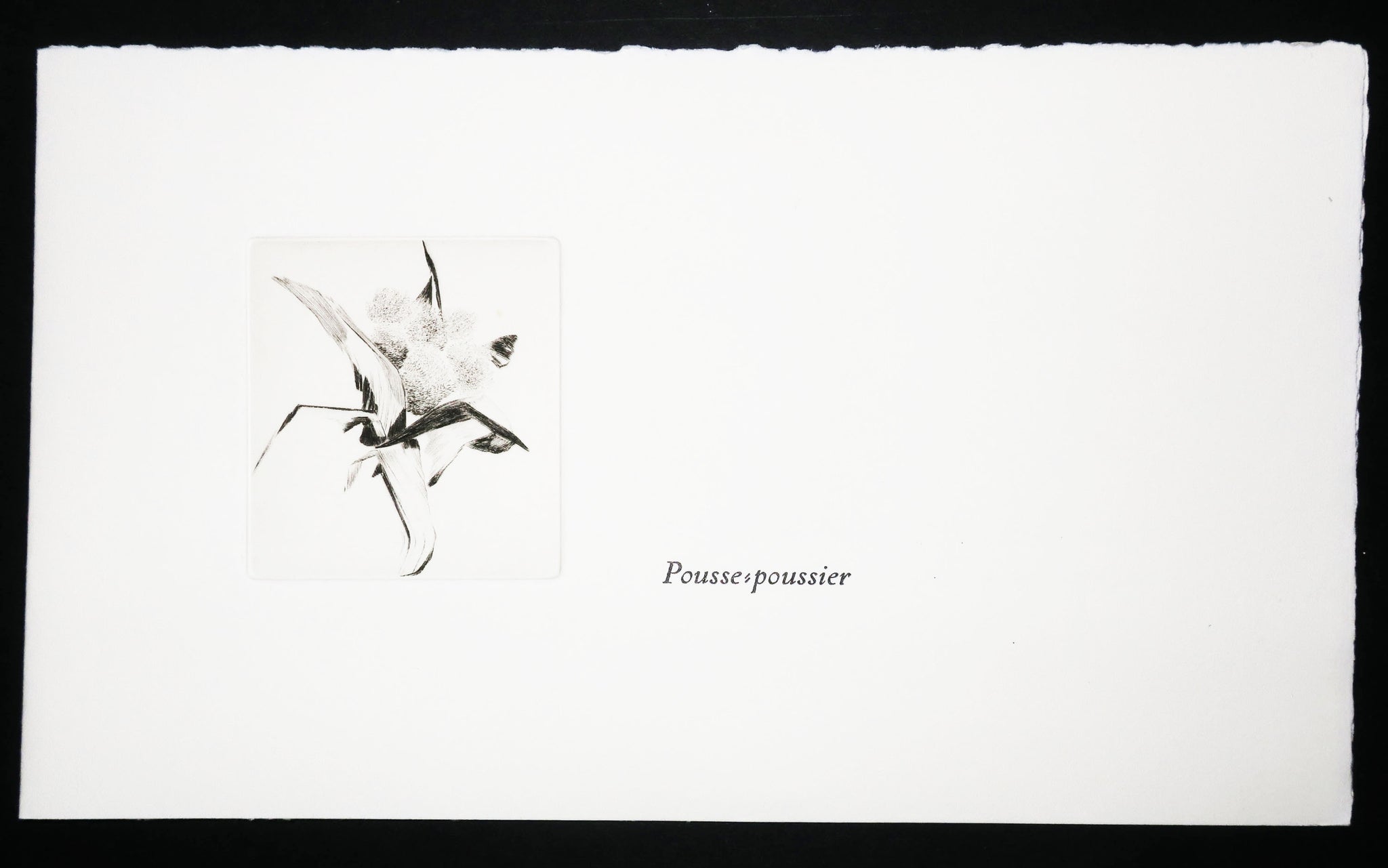 Cotylédons et Akènes secrets, 2002.