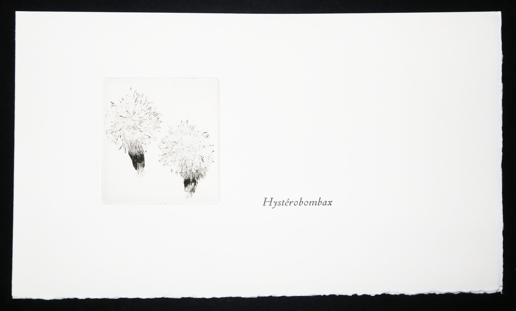 Cotylédons et Akènes secrets, 2002.