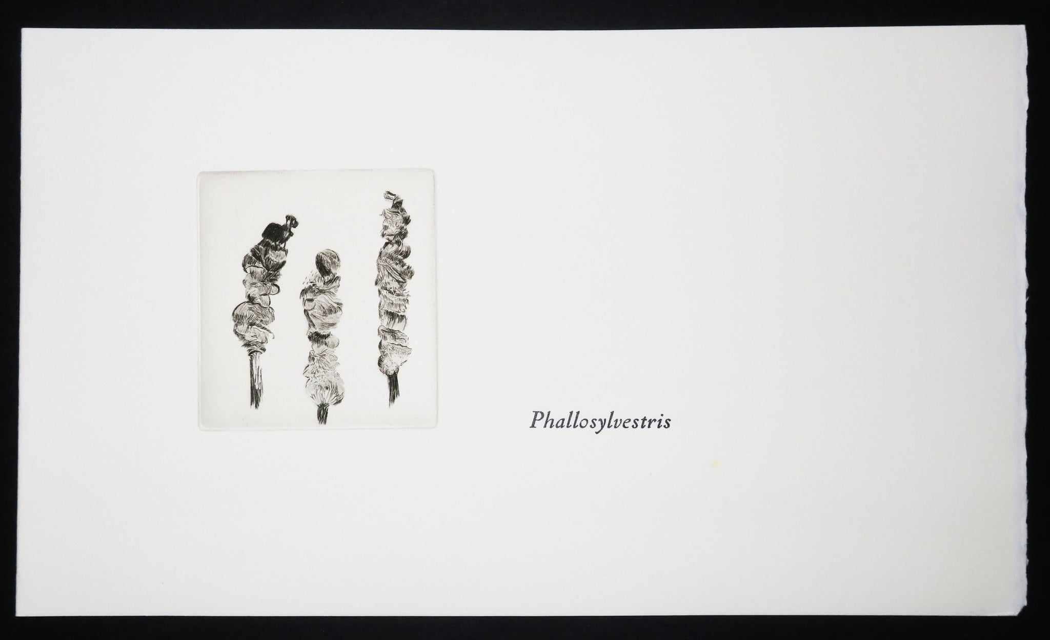 Cotylédons et Akènes secrets, 2002.