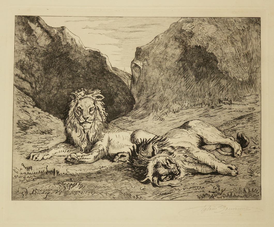 [Lions au repos].