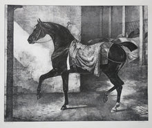 Charger l&#39;image dans la galerie, Cheval noir attaché dans une écurie.
