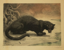 Charger l&#39;image dans la galerie, Panthère noire. 1898.
