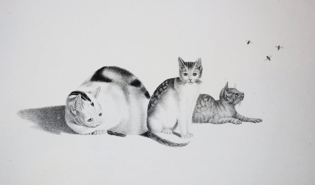 [Mère chatte et ses deux chatons dont un guettant des mouches].  c.1820.