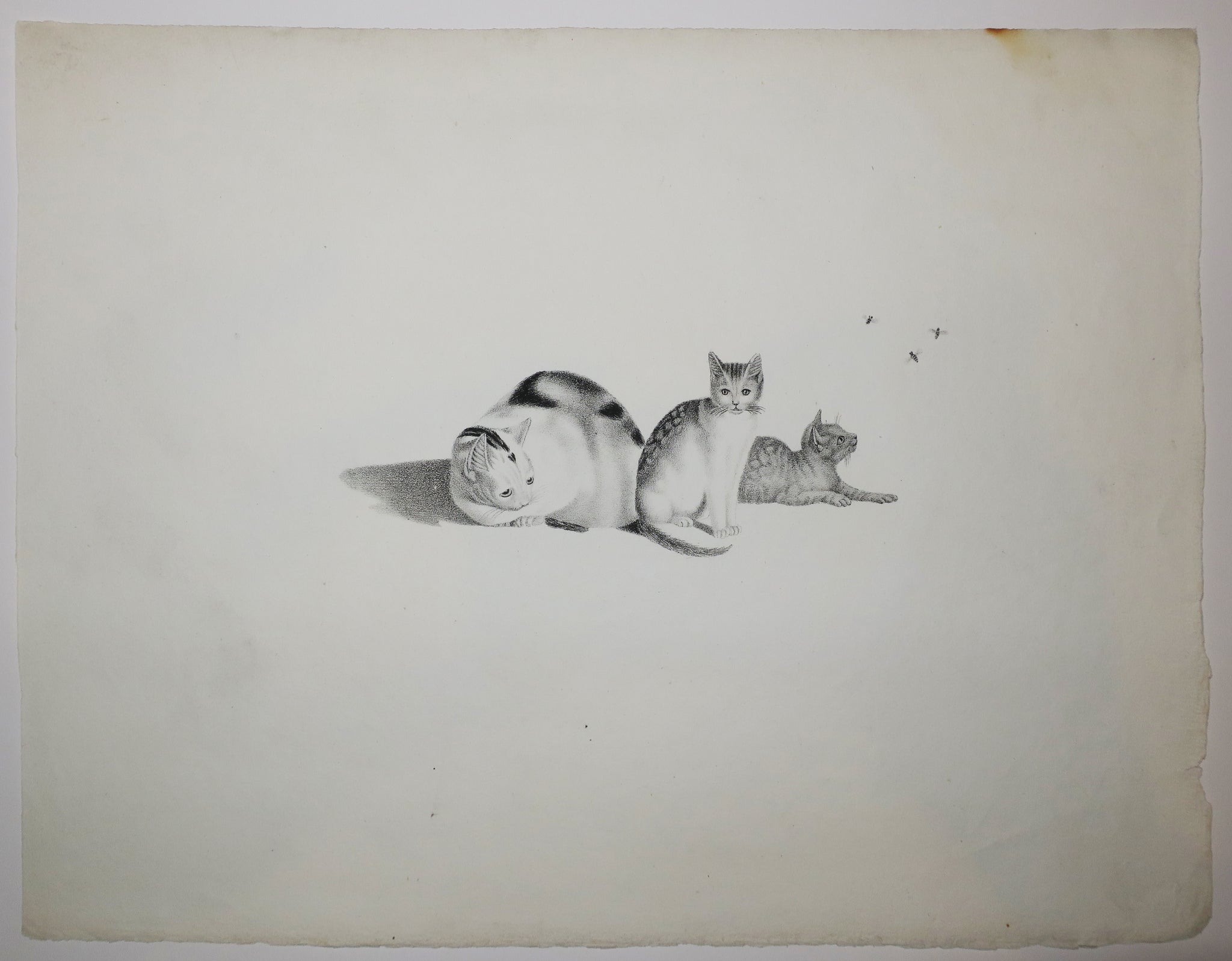 [Mère chatte et ses deux chatons dont un guettant des mouches].  c.1820.