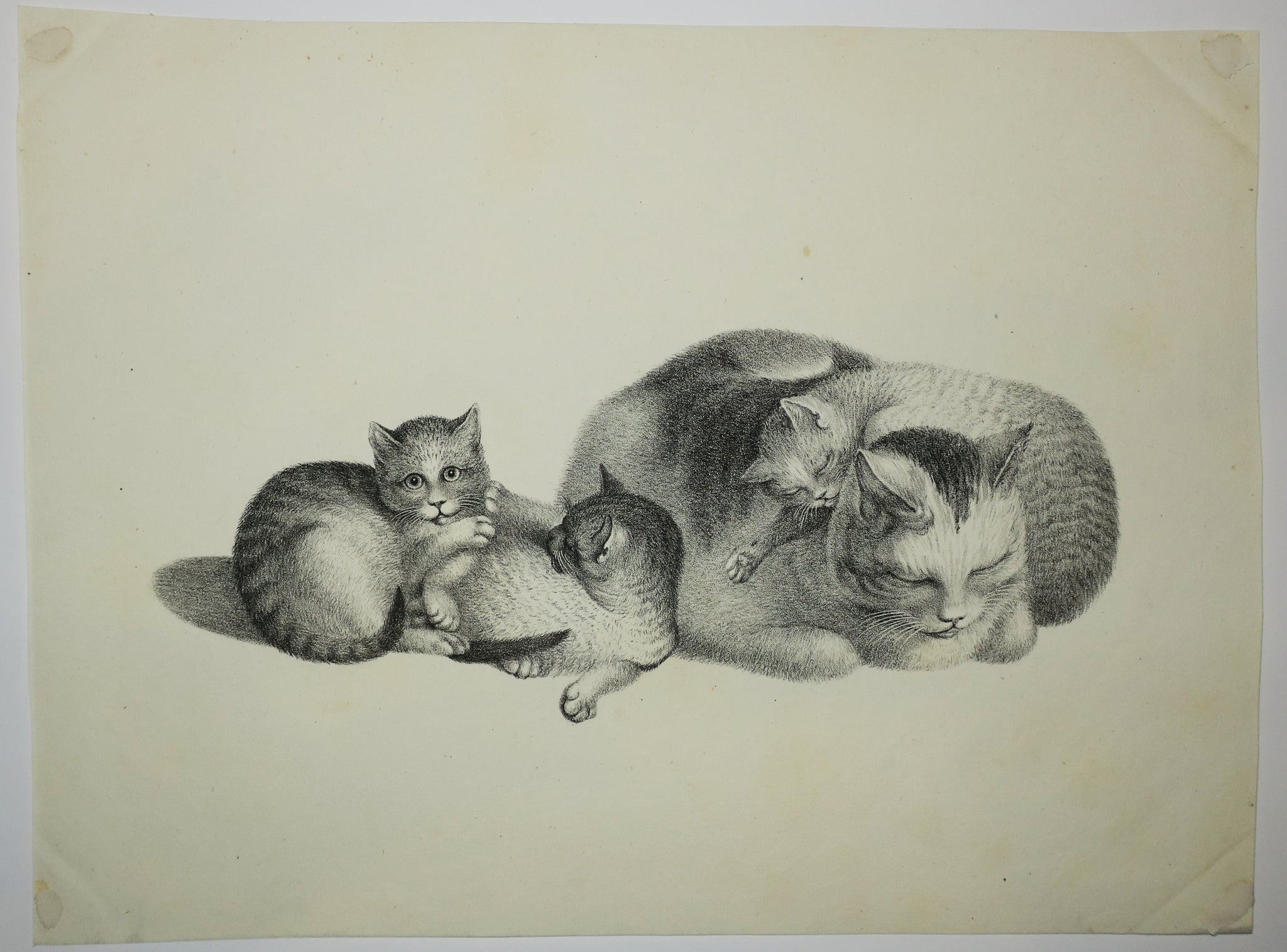 [Quatre chats, deux au repos et deux autres jouant].  c.1820.