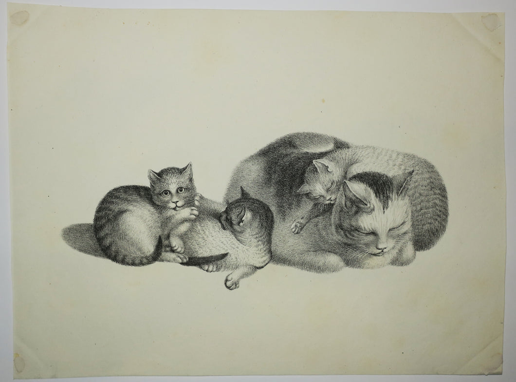 [Quatre chats, deux au repos et deux autres jouant].  c.1820.