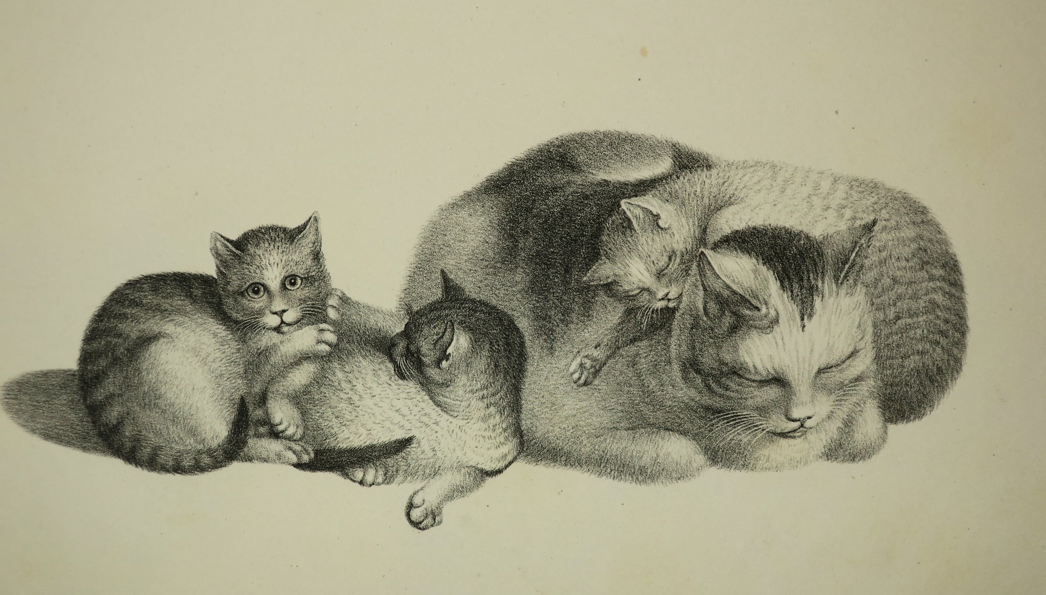 [Quatre chats, deux au repos et deux autres jouant].  c.1820.