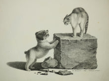 Charger l&#39;image dans la galerie, [Un chien et un chat sur un bloc de pierre faisant le dos rond].  c.1820.
